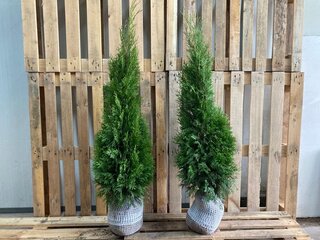 Ca. 100x Coniferen Thuja Smaragd 80-100 centimeter (exclusief kluit ge